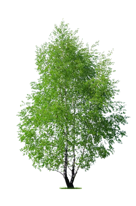 Eine Birke welche stellvertretend für die Produktart Birkenholz steht.